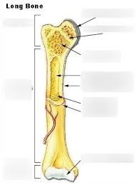 The classification of a long bone includes having a body that is longer than it is wide, with growth plates (epiphysis) at either end, having a hard outer surface of a compact bone and a spongy inner known a. Typical Long Bone Diagram Quizlet