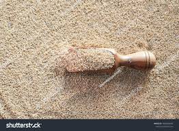 Image result for Echinochloa frumentacea