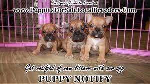 Fernlyn's french bulldogs indianapolis, in 46217. Red Fawn French Bulldog Puppies For Sale Georgia Local Breeders Gwinnett County Ga Youtube
