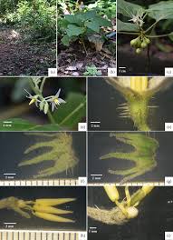 Image result for Solanum sp. B