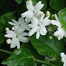 Monstera termasuk kedalam jenis tumbuhan merambat, akar pada batangnya memungkinkan tumbuhan ini untuk menempel pada pohon disekitarnya. Pokok Bunga Melur Jasminum Sambac Fragrant Jasmine Plant Wangi Shopee Malaysia