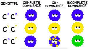 Some alleles are both expressed in the same phenotype, a situation called codominance. Codominance And Incomplete Dominance Non Mendelian Genetics Biology Notes Genetics 8th Grade Science