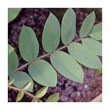 Image result for Robinia hispida
