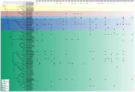 Image result for Thesium multiramulosum