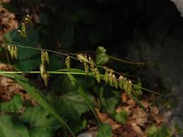 Image result for Harpachne schimperi