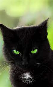 Green Eyes Black Cat Breeds Black Cat Anime Black Cat Drawing