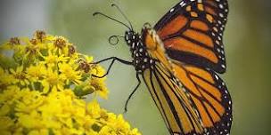 Junior Junior Ranger: Why do Butterflies Flutter by?
