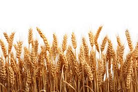 Image result for stringencies