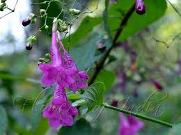 Image result for Strobilanthes hamiltoniana