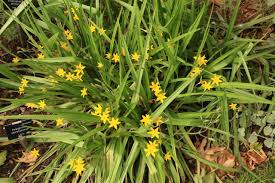 Image result for Hypoxis hemerocallidea