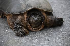 You can expect that a juvenile snapping turtle will get from 2 to 3 inches in very short period of time. Snapping Turtle Bite Force Brutal Bite Animal Hype
