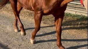 Image result for Myopathy