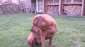 Boerboel may weigh 30 kg / 67 pounds more than rottweiler. Playing With Our Boerboel X Rottweiler Youtube