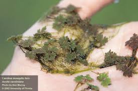 Image result for Azolla filiculoides