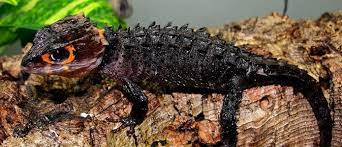 Top 10 Weirdest Lizards - Lizard Types Crested Gecko Hewan Hewan Peliharaan