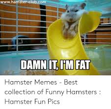 Check spelling or type a new query. Wwwhamster Clubcom Damn It Tm Fat Hamster Memes Best Collection Of Funny Hamsters Hamster Fun Pics Club Meme On Me Me