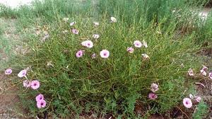 Image result for Ipomoea lapathifolia