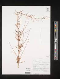 Image result for Asparagus flavicaulis