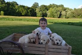 Golden retriever litter of puppies for sale in mechanicsville, md, usa we are a small family breeder, and spend a lot of time with our dogs. D S Golden Delights Golden Retriever Breeder Maryland De Ny Nj