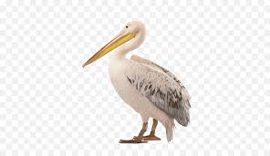 1,000+ vectors, stock photos & psd files. White Pelican Png Photo Pelican Photo White Background Free Transparent Png Images Pngaaa Com
