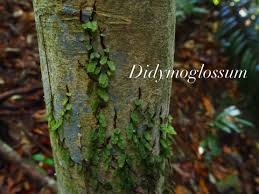 Image result for Didymoglossum