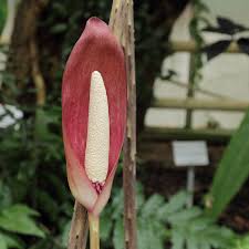 Image result for Anchomanes