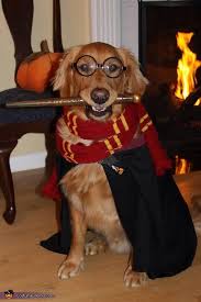 More harry potter dog names. 85 Harry Potter Dog Names The Paws
