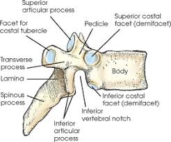 See vertebrae in the vertebral column Vertebral Column Radiology Key