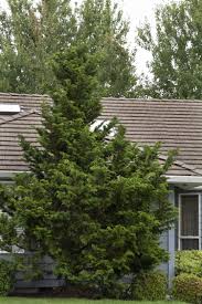 Check spelling or type a new query. Slender Hinoki False Cypress