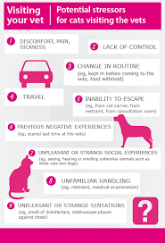Find out to get your. Taking Your Cat To The Vet International Cat Care