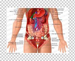 Human Body Diagram Stomach Get Rid Of Wiring Diagram Problem