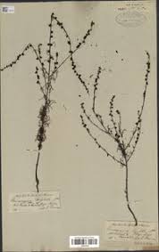 Image result for Micrargeria