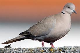 Danach schlüpfen die jungtauben, die als nesthocker bis zu 36 tage im taubennest verbleiben und von ihren eltern gefüttert werden. Tauben Ganz Besondere Vogel Nabu