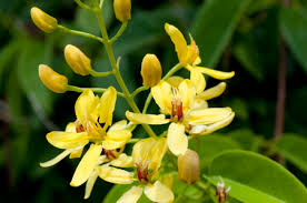 Image result for Tristellateia africana