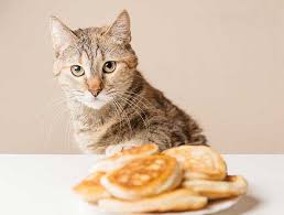 1.7 can cats eat banana chips. Can Cats Eat Pancakes Ok To Share Best Advice