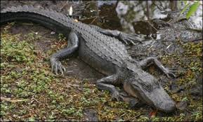 Oct 31, 2018 · 5. American Crocodile Species Profile Everglades National Park U S National Park Service