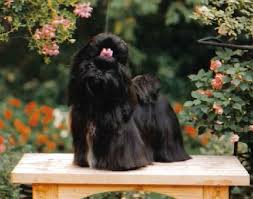 Black And White Shih Tzu Puppy Names What Is A Best Name For A Black Female Shih Tzu Webanswers Com Black Shih Tzu Shih Tzu Shih Tzu Puppy