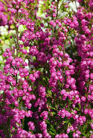 List of flower names with their meanings and alluring pictures. 16 Best Winter Flowers Prettiest Flowers That Bloom In Winter