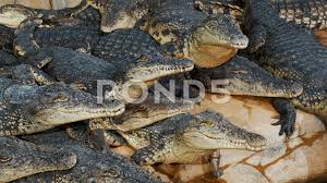 Group Of Crocodiles Dangerous Predator Animals Reptiles Stock Footage Ad Dangerous Predator Group Crocodiles Crocodiles Predator Dangerous