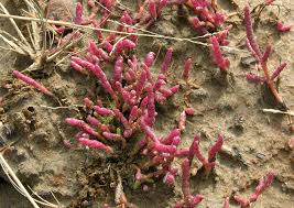 Image result for Salicornia pachystachya