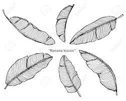 Banana Leaf Drawing And Sketch With Black And White Line Art Illustration Affiliate Drawing Sketch Banana L Leaves Sketch Drawings Contour Drawing