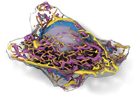 Genes provide the instructions for making proteins, and another unique feature of mtdna diseases arises from the fact that a typical human cell contains only one nucleus but hundreds of mitochondria. Deep Learning Algorithms Identify Structures In Living Cells The Scientist Magazine