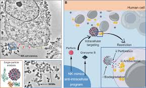 Image result for Intracellular Bacteria