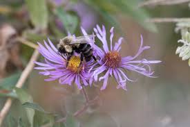 Image result for Aster chimanimaniensis