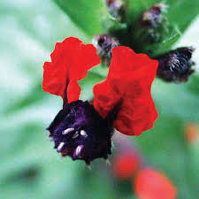 Image result for Cuphea llavea