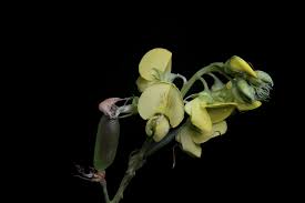 Image result for Crotalaria nigricans
