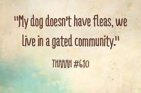We Chat With Vet Tech Kelsey Beth Carpenter About Her Funny Quotes And Catchy Songs Dogster