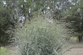 Image result for Panicum chionachne