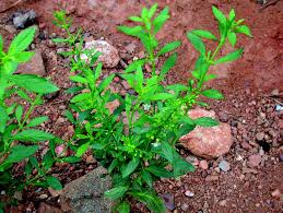 Image result for Scoparia dulcis