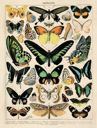 Vintage French Butterfly Print Diagram Butterflies Chart